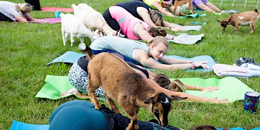 Goat Yoga @ Wellness Way fairview Heights, Illinois  primärbild