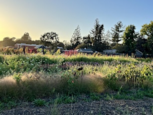 Date Night in the Flower Field