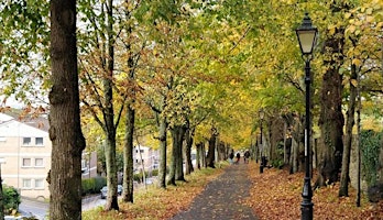 Urban Trees of Dorchester primary image