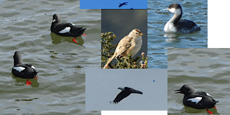 Birds on the Estuary