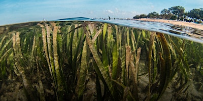 NaturallyGC  Kids - Seagrass Meadows primary image