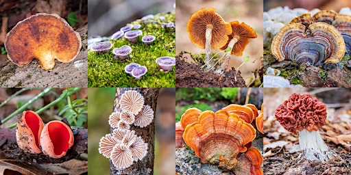 Hauptbild für Guided Mushroom Walk: Early Spring Mushrooms 2024