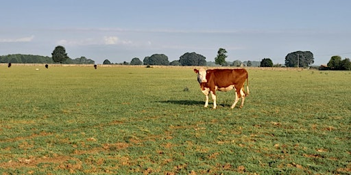 Hauptbild für FLAME