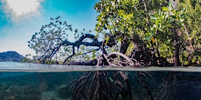 NaturallyGC Kids -A Morning in the Mangroves primary image