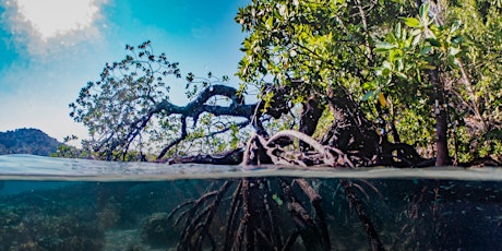 NaturallyGC Kids -A Morning in the Mangroves