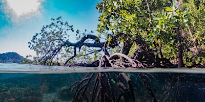 Primaire afbeelding van NaturallyGC Kids -A Morning in the Mangroves