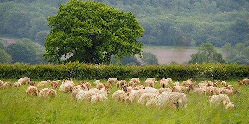 Hauptbild für Sustainable Fashion Week Fringe Event: The role of agro-ecological farms in growing our clothes