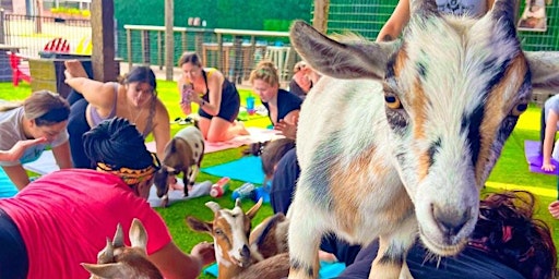 Primaire afbeelding van Fun Goat Yoga Houston 11AM Saturday May 11 Little Woodrows Webster location