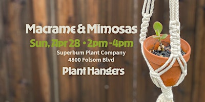 Imagen principal de Macrame & Mimosas - April - Plant Hangers