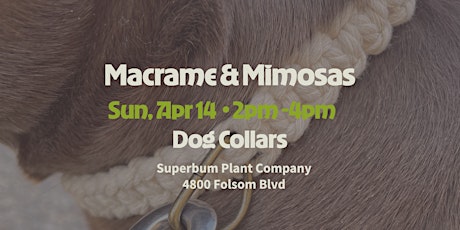 Macrame & Mimosas - March - Dog Collars