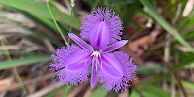 Companion planting with natives primary image