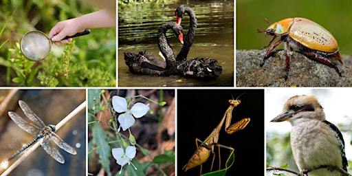 Imagem principal de Kids & Family Nature Citizen Science Discovery Walk at Minnippi Parklands