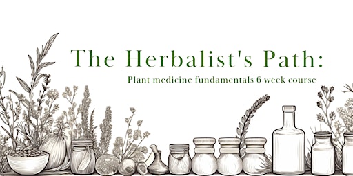 Imagen principal de The Herbalist's Path: plant medicine fundamentals course