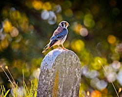 Hauptbild für Birding in Peace
