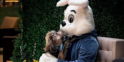 Imagen principal de Pet Easter Bunny Photos