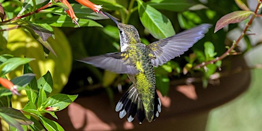 Primaire afbeelding van Pratt BioBlitz 2024