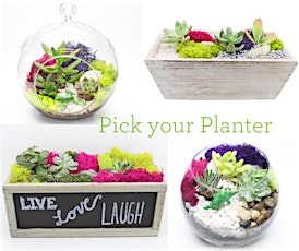 Plant Nite: Make a Succulent Terrarium