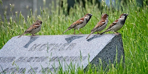 Imagem principal do evento Birds & Binoculars: Family Nature Exploration