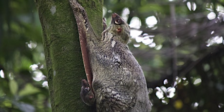 Walk With Your Neighbours @ Chestnut Nature Park!