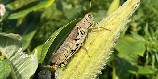 Hauptbild für Bugging Out!: Walk for Kids