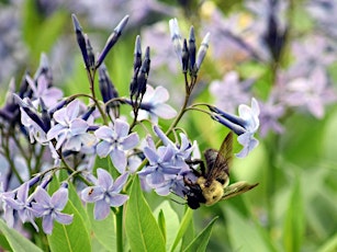 PollinaTours of Green-Wood