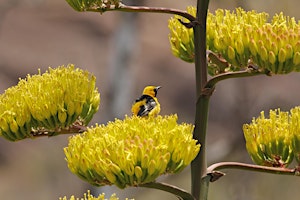 Primaire afbeelding van Birding in the Garden