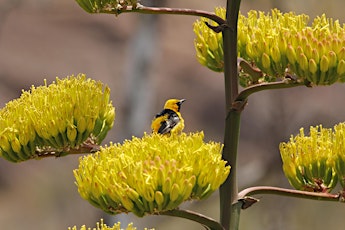 Birding in the Garden