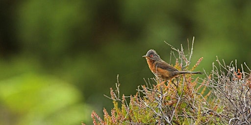 Coach trip and guided day’s birding: RSPB Arne, Dorset primary image
