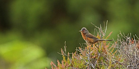 Coach trip and guided day’s birding: RSPB Arne, Dorset