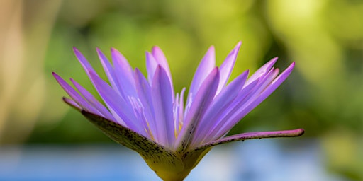 Hauptbild für Reiki  Beginners Workshop with Jaslyn