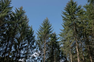 Immagine principale di Ips typographus and spruce management 
