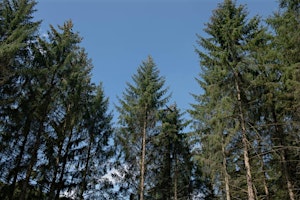 Hauptbild für Ips typographus and spruce management