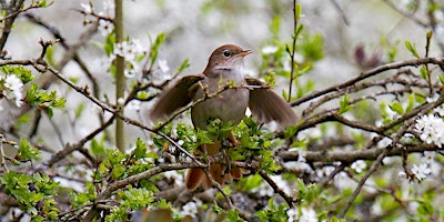 Hauptbild für Nightingales Guided Walk (ELC 2816)