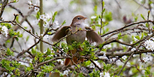 Nightingales Guided Walk (ELC 2816) primary image