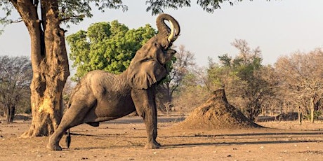 Yoga at the Zoo-Elephant