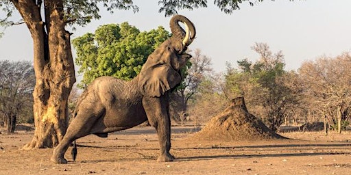Immagine principale di Yoga at the Zoo-Elephant 