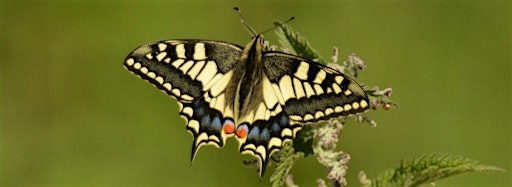 Collection image for World Swallowtail Day