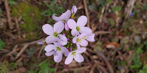 Spring Wild Food Identification and Foraging Foray 21/04/2024 primary image