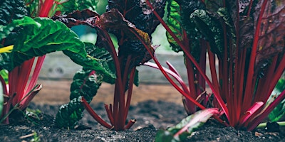 Imagen principal de Planting a Raised Garden