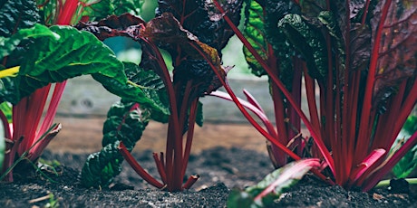 Planting a Raised Garden