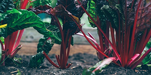 Planting a Raised Garden