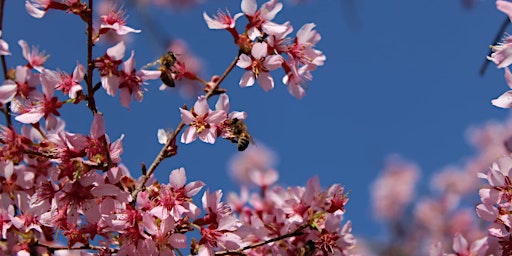 Imagen principal de Horticulture Culture: Tree Flower Appreciation