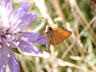 Wildlife Walk