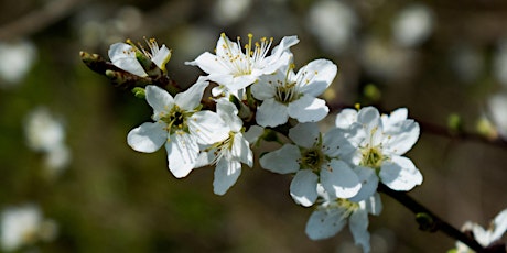 Trees in Spring online talk