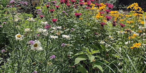 Primaire afbeelding van Native Plants