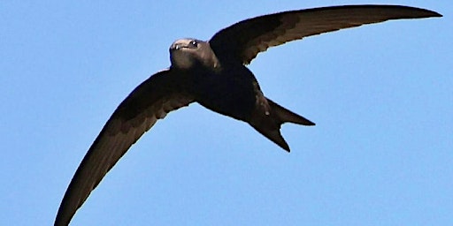 Support our Swifts!  primärbild