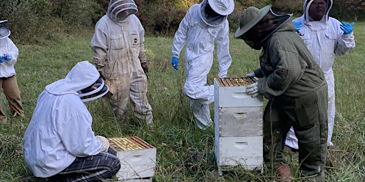 Imagem principal do evento Beekeeping Series: Getting Ready for Winter