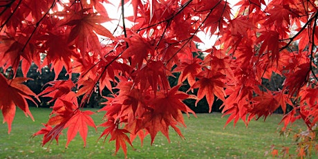 Trees for the Home Landscape