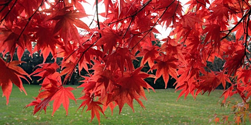 Primaire afbeelding van Trees for the Home Landscape