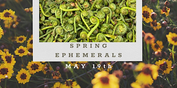 Foraging Spring Ephemerals